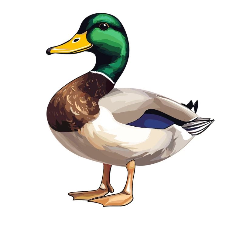 Ducks Duck