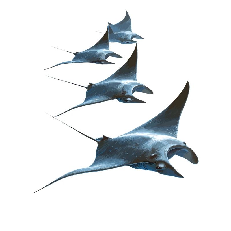 Manta Rochen Teufelsrochen Stachelrochen Taucher