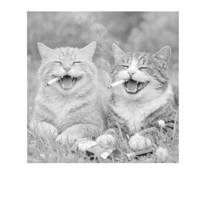 Drôle de design de chat