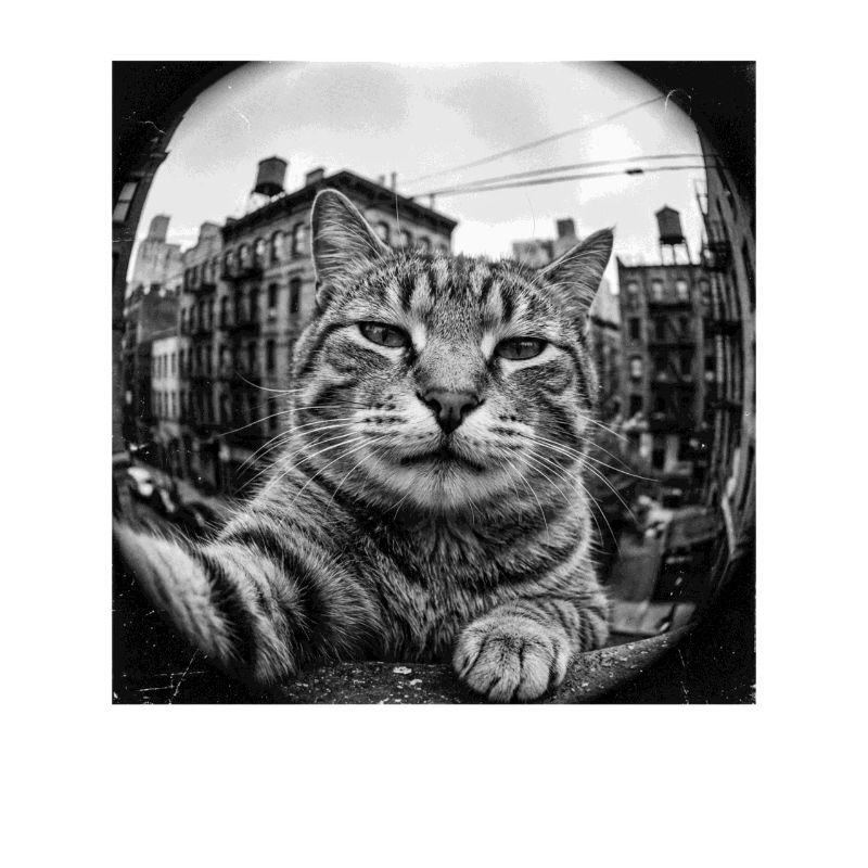 Selfie de chat de rue sympa dans le quartier