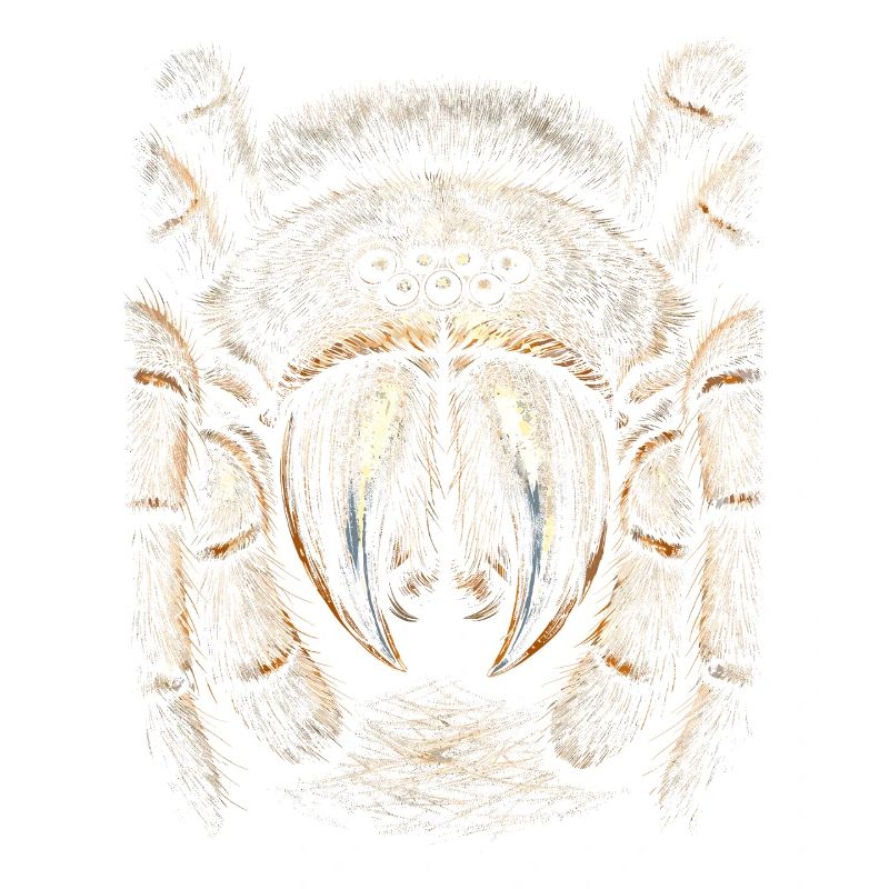Tarentule