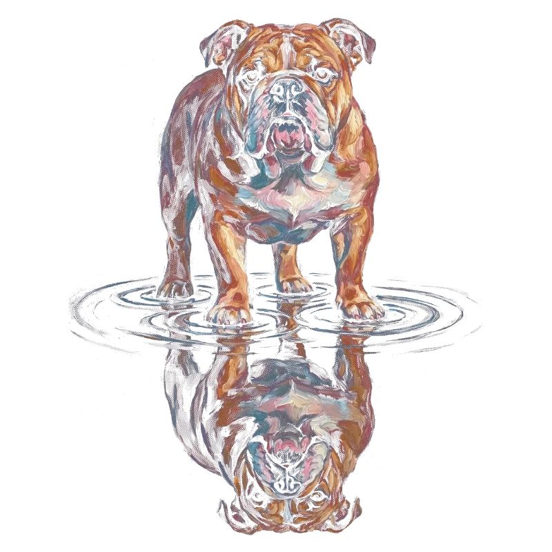 Reflet de l’eau du bouledogue