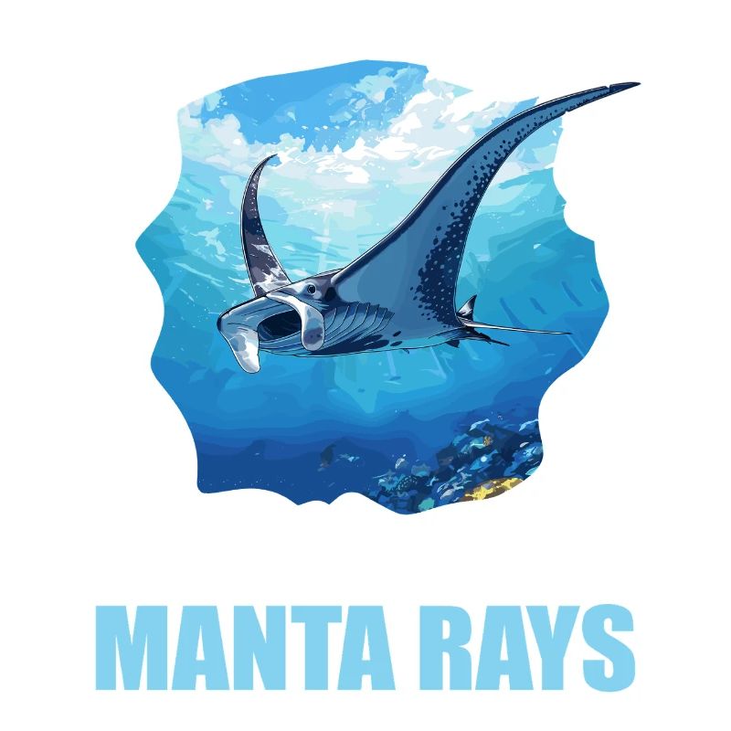 Rays Manta Rays
