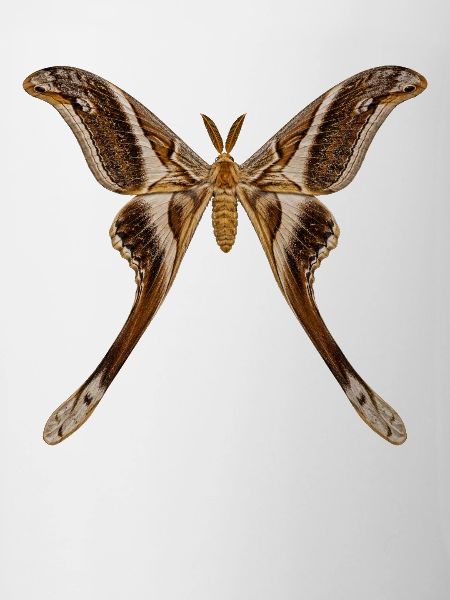 Hercules, Motte Coscinocera hercules