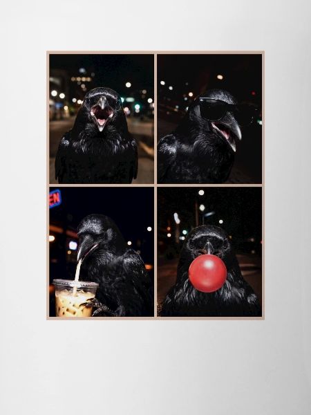 Krähen Krähe