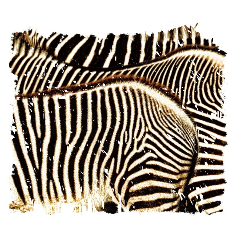Zebra mit weißen oder schwarzen Streifen?