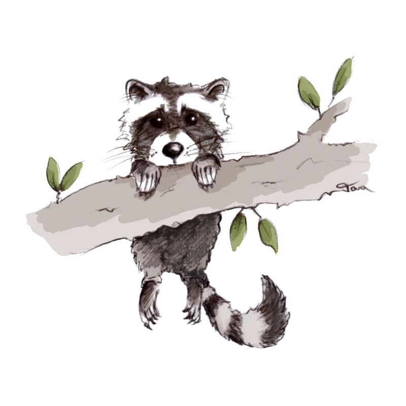 racoon