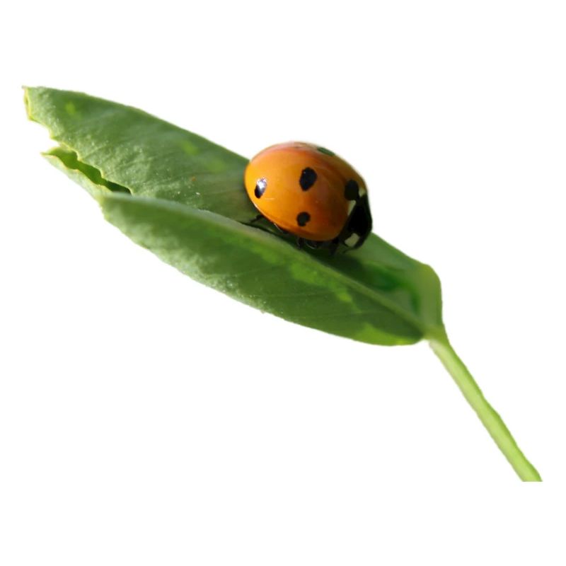 Lucky beetle ladybug without text