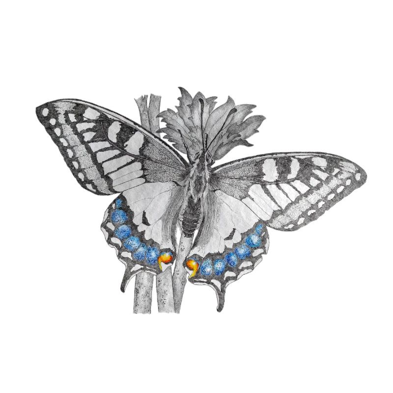 Papillon - Papillon