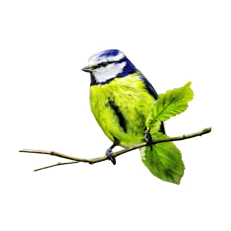 Blue Tit