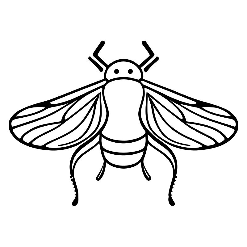 Cicada