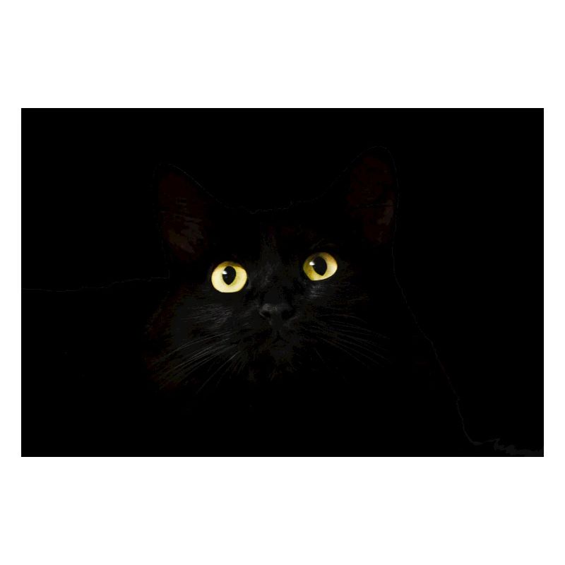 cat's-eye