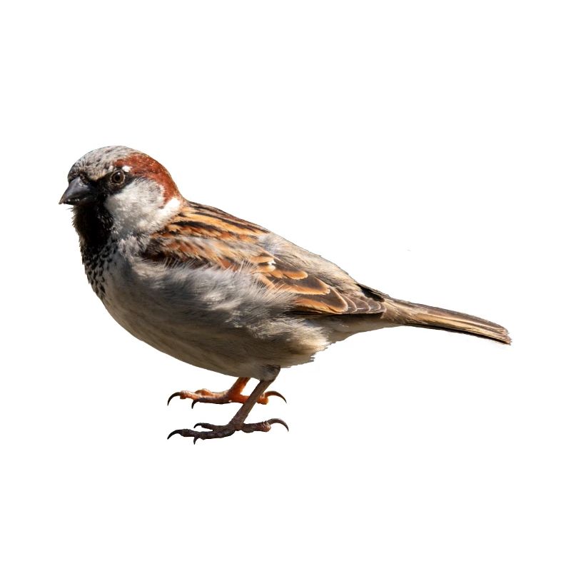 moineau