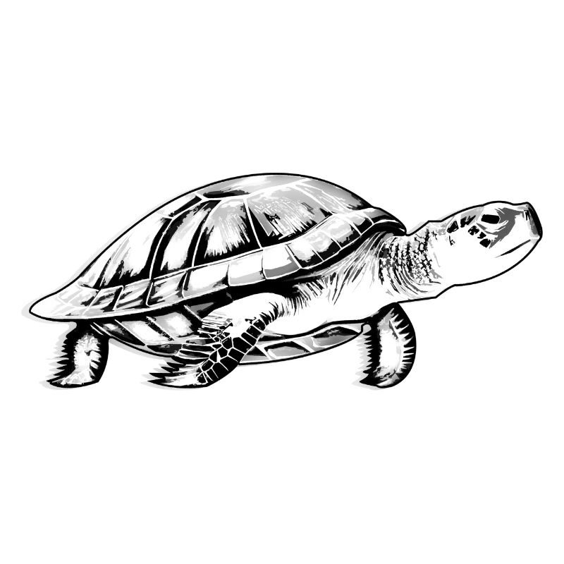 Turtle in black and white