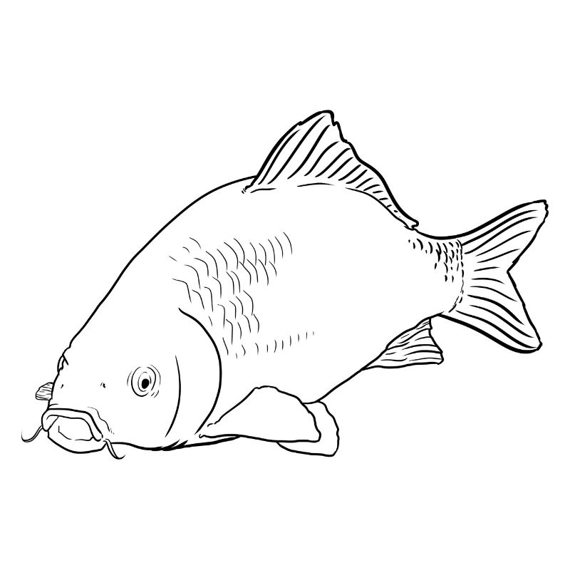 Carp Black and White Sketch