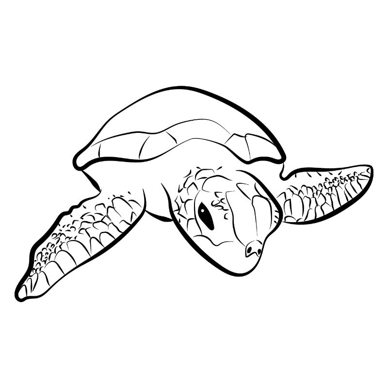 Turtle Turtle