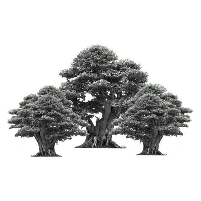 Forest, Trees, Nature, Tree, Deciduous Tree, Climate, Flora
