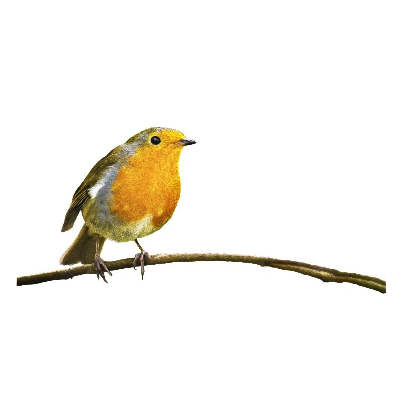 Robin