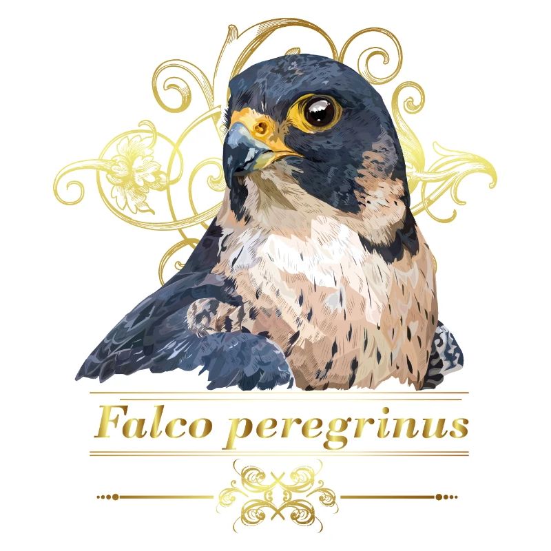 peregrine falcon