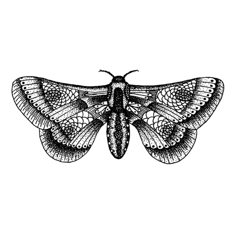 Butterfly 1