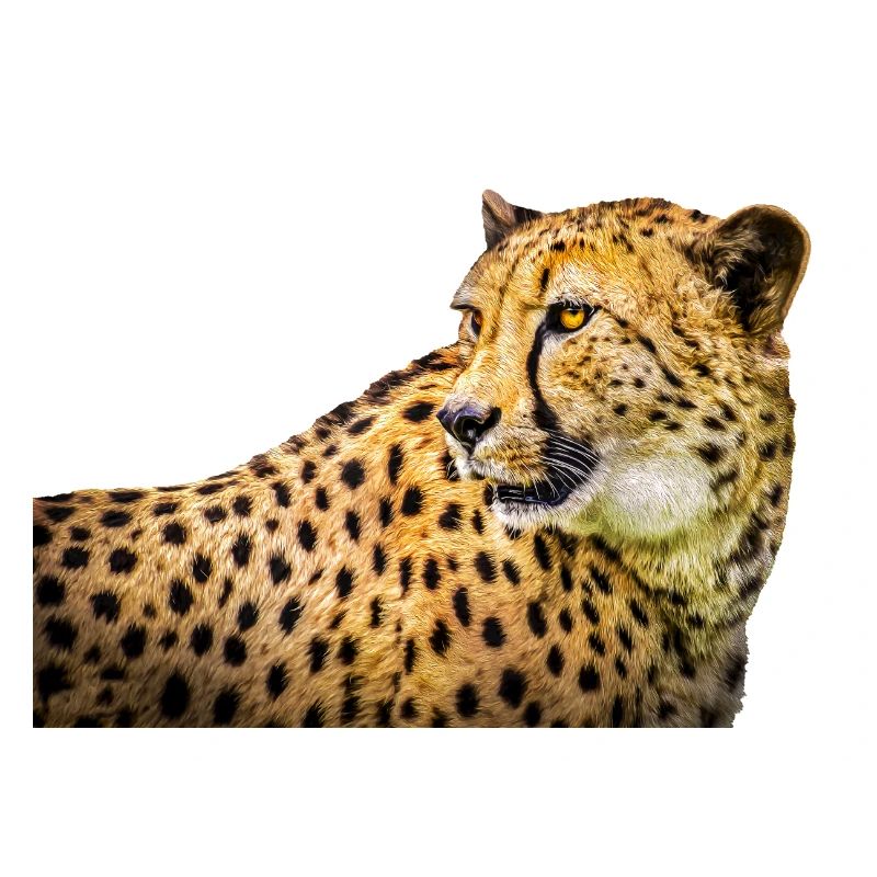 guépard