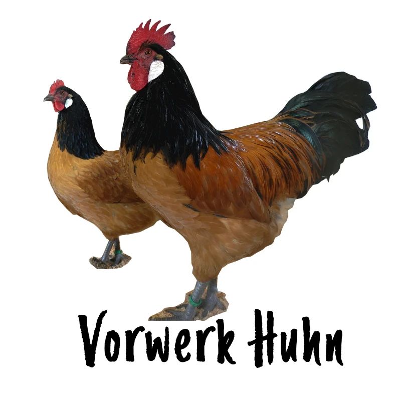 Vorwerk chicken