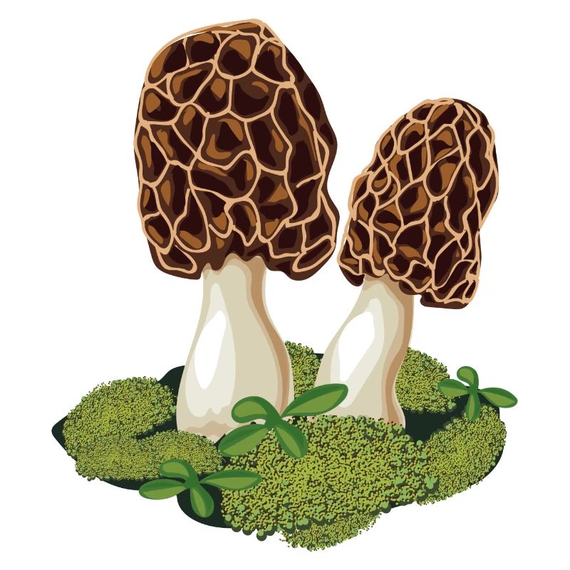 Morel le champignon préféré des cueilleurs de champignons
