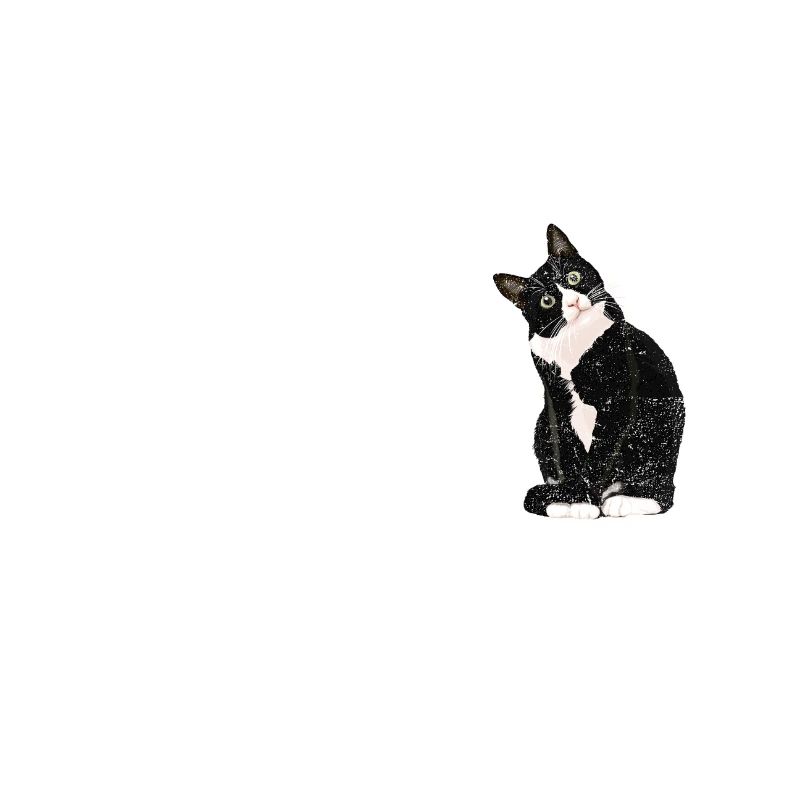 Chat chat père catfather père tomcat