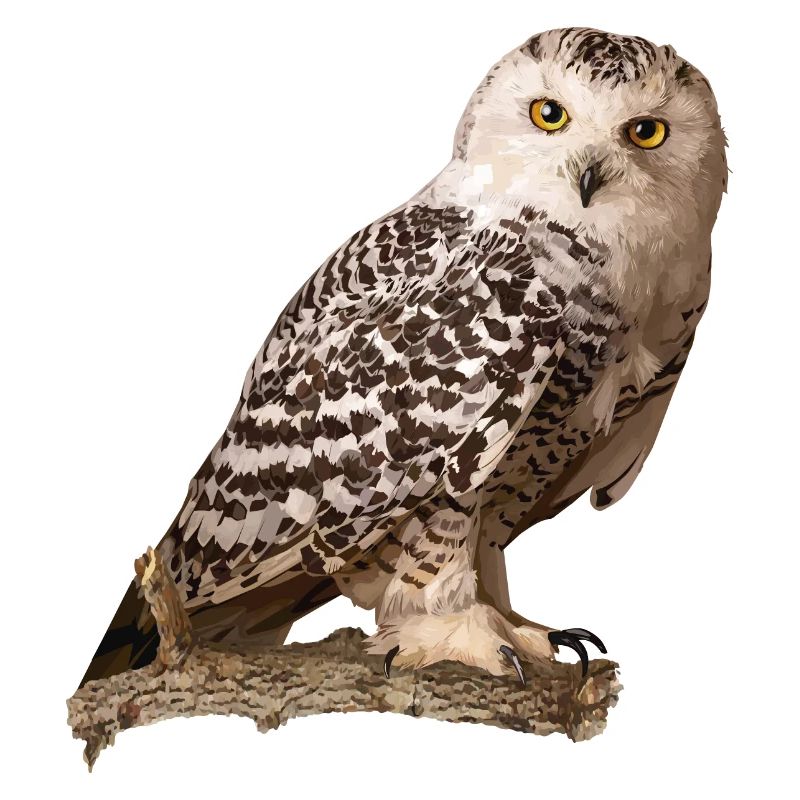 Harfang des neiges