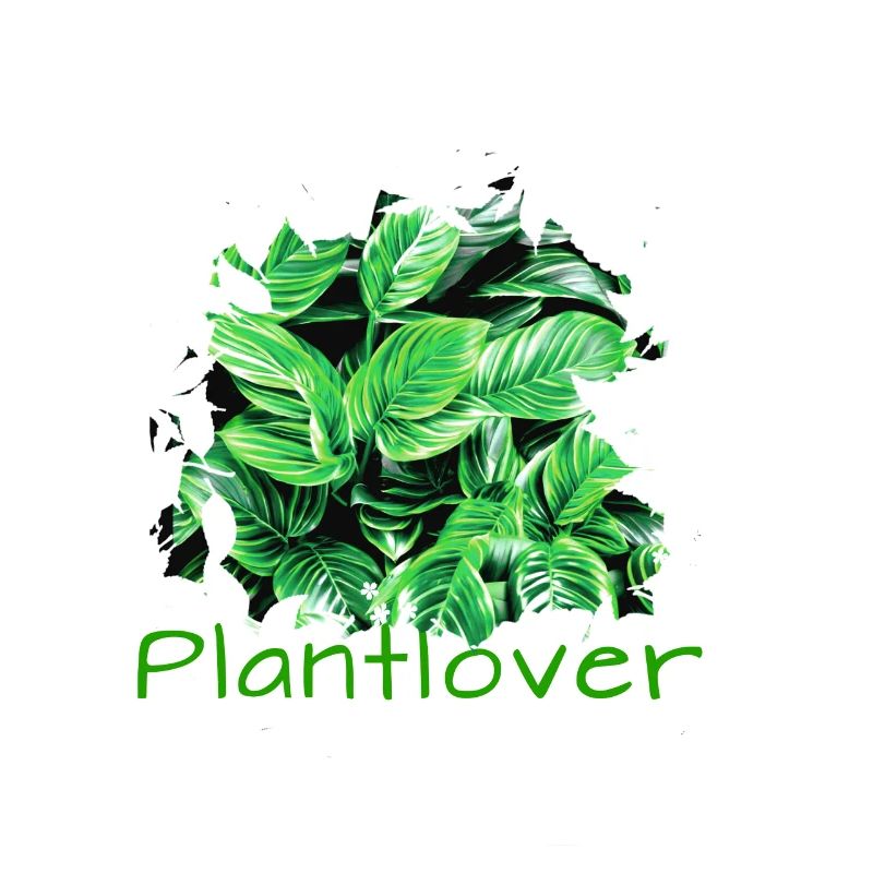 Philodendron, Plantes, Plantes, Amant