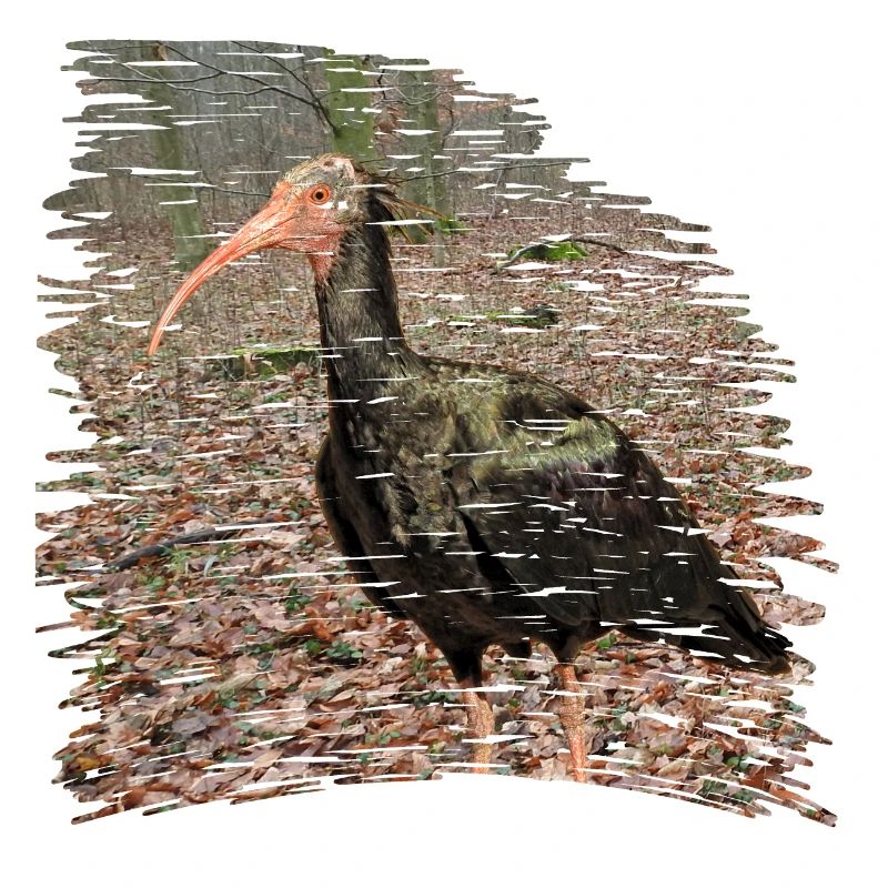 Le Waldrapp est extrêmement menacé d'extinction
