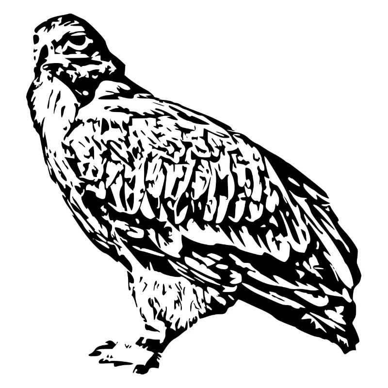 Falken Vogel Vögel