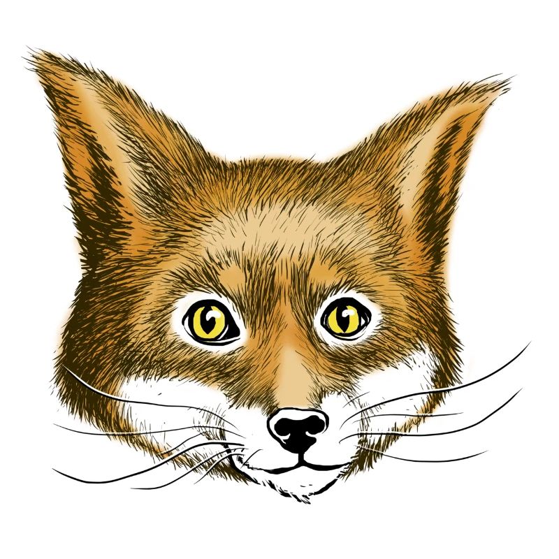 Fox the fox