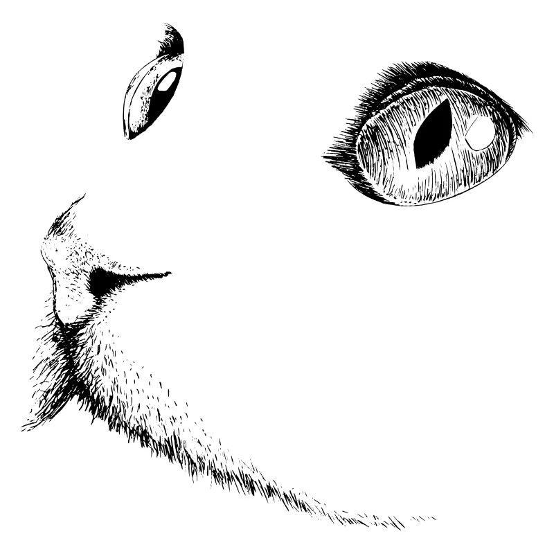 Katzenkopf 1- Katzengesicht