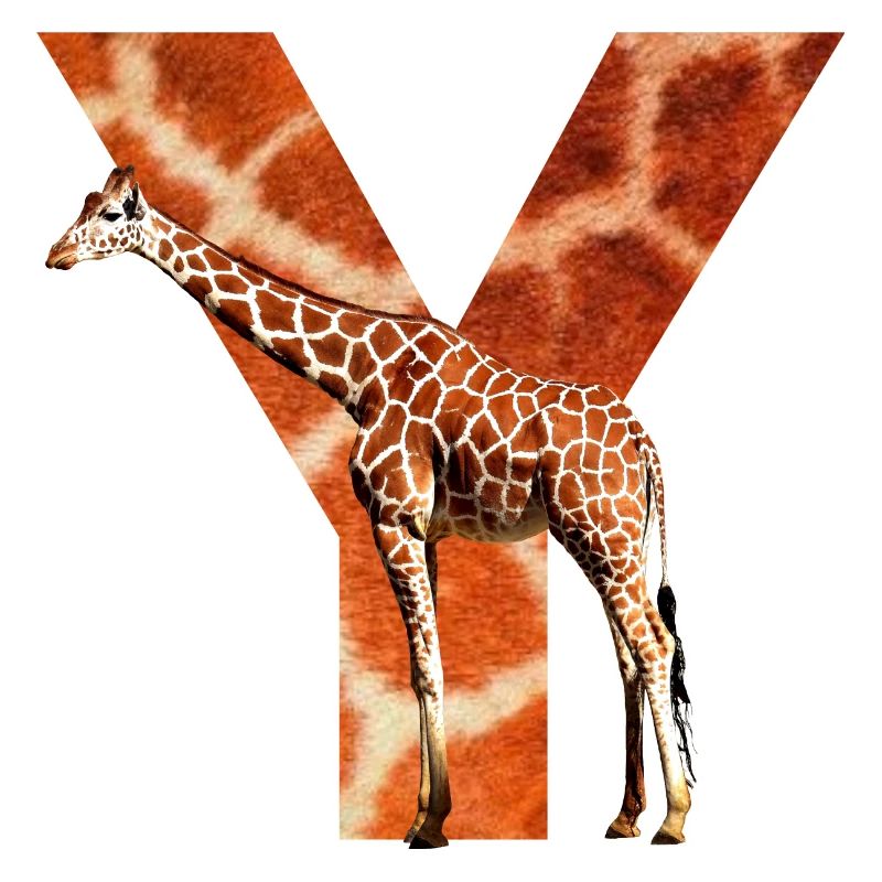 giraffe y
