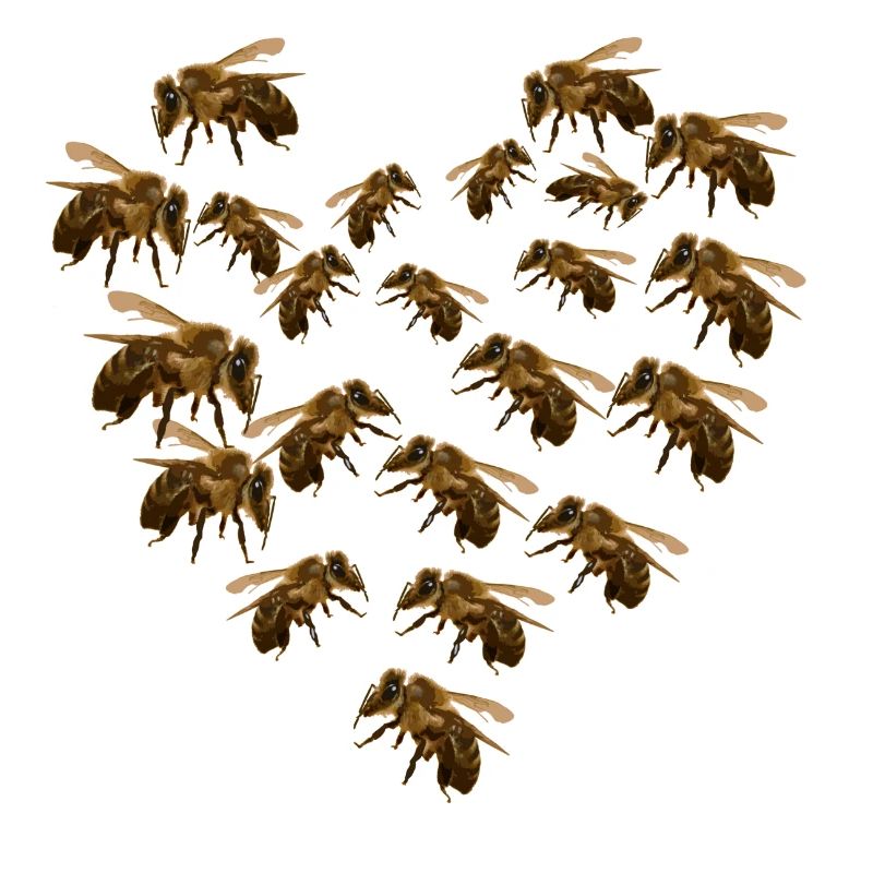 Bee Bees Heart