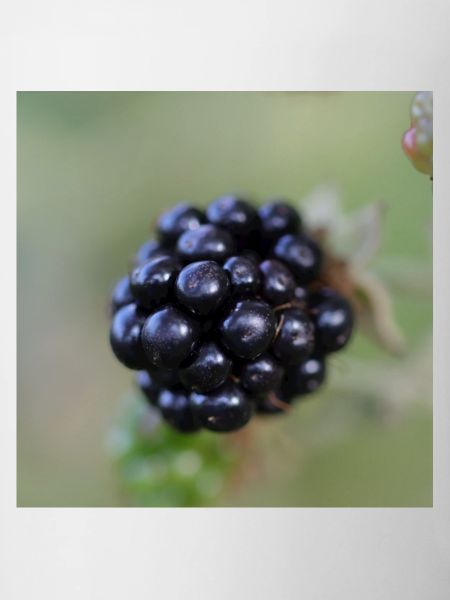Mûre Mûre Baies Fruits