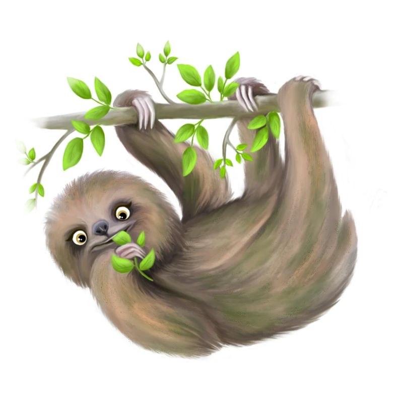 Sloth chills on branch and eats leaves