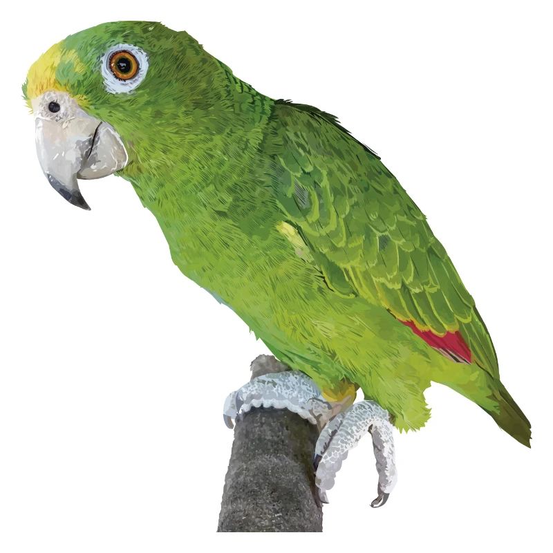 Der Amazonas-Königspapagei