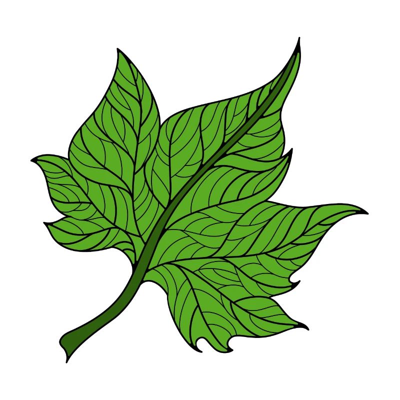feuille verte