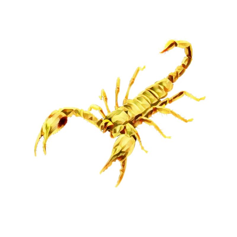 Scorpion