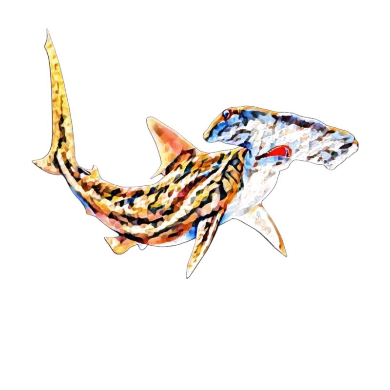 Requin marteau