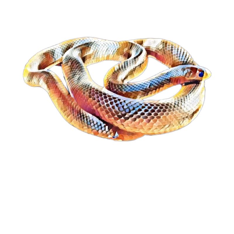 Snake