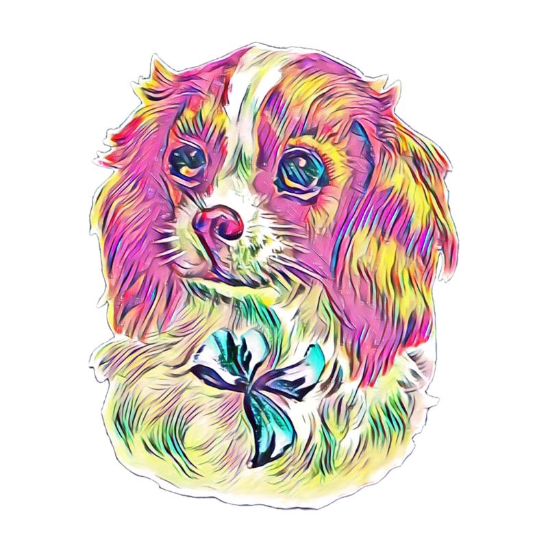 Cavalier King Charles Spaniel
