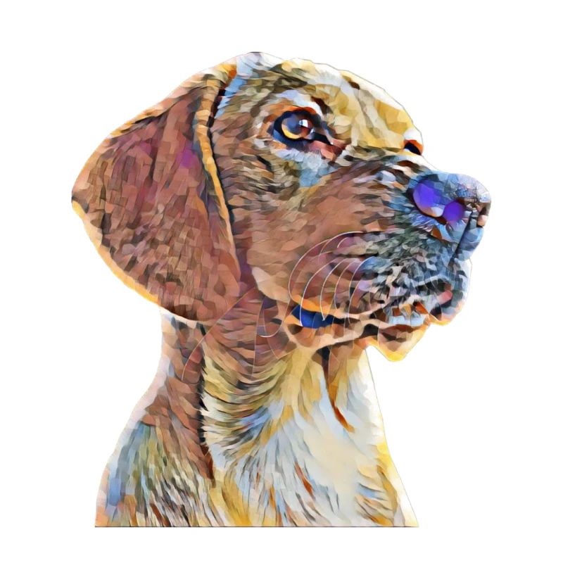 Labrador