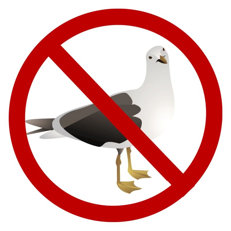 I Hate Seagulls