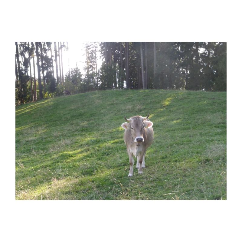Vache