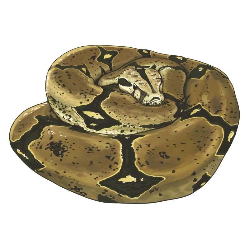 Snake - Boa Constrictor - Terrarium - Gift