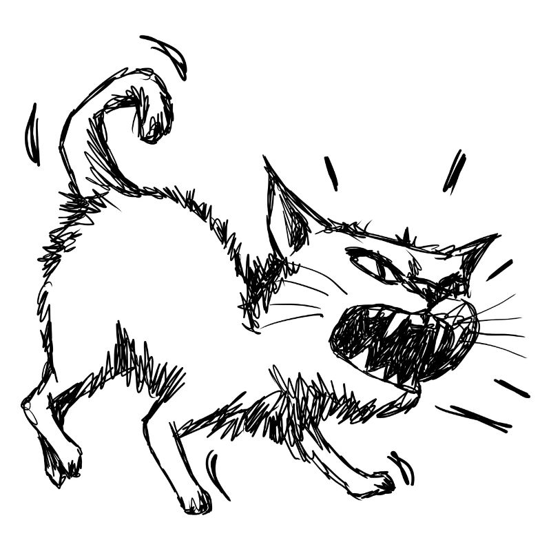 Angry cat dangerous kitten funny cat