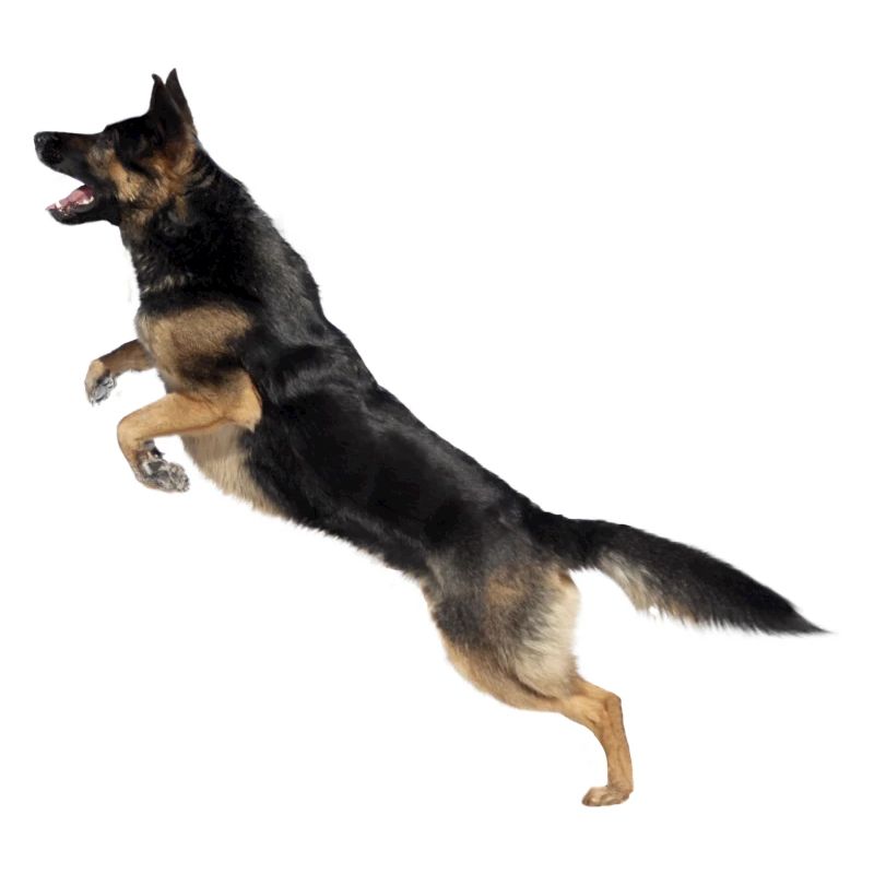 Deutscher Schäferhund springt